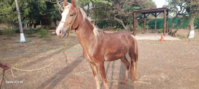 VENDA DE CAVALO