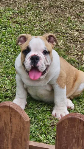 Bulldog Inglês macho