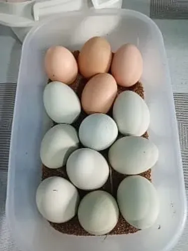 Vendo ovos de pata