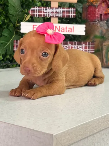 Dachshund na cor creme