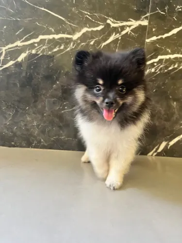 Spitz Alemão Fêmea