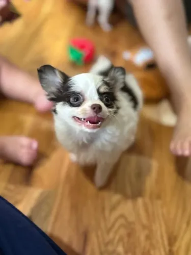 Chihuahua Filhotes Miniatura, Cheios de Energia e Amor