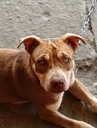 Cachorra Pitbull