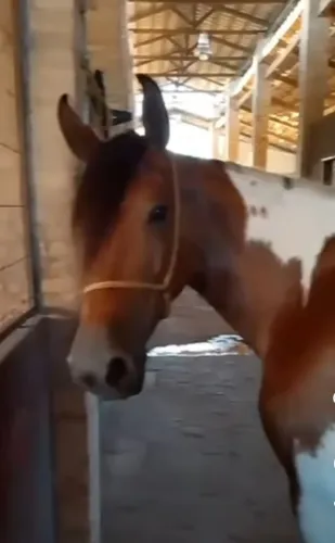 Vendo Égua Mangalarga