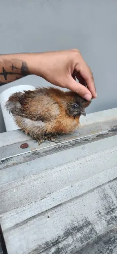 Filhote galinha/galo sedosa Japão 