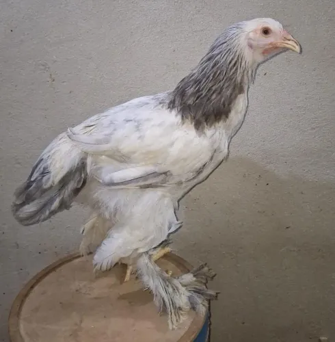 Frango brahma light azul