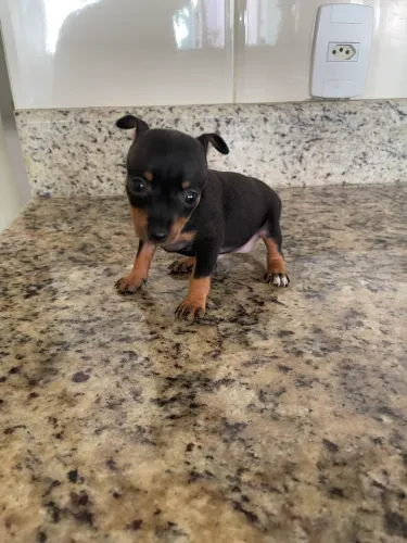 Cachorrinho pincher