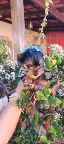 Yorkizinho menor da ninhada