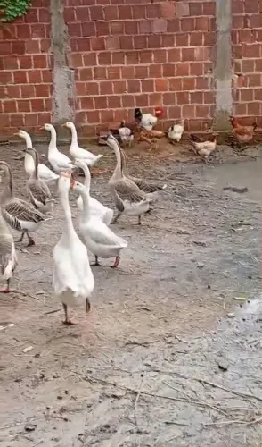 Temos ganso de todas as raças africano e etc....