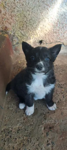 Filhotes de bolder collie