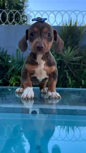Dachshund lindo choco, também temos fêmeas