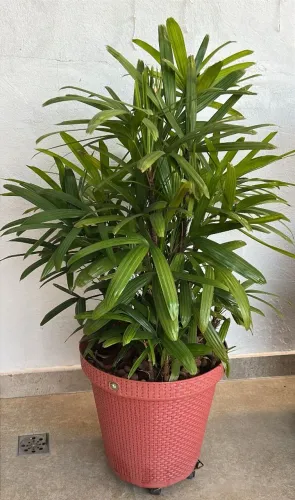 Plantas