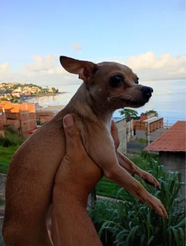 Vendo um cachorro da raça pinche 