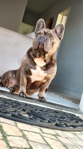 Buldogue Francês Disponível para cobertura 