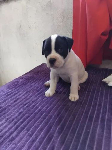 FEMIA DE PITIBUUL PRA VENDA