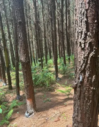 SÍTIO COM PINUS A VENDA NA REGIÃO DE CAPÃO BONITO-SP ?? Área Total de 8 Alqueires 5 Alquei