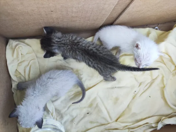 Gatos - Recém-nascidos para Adoção