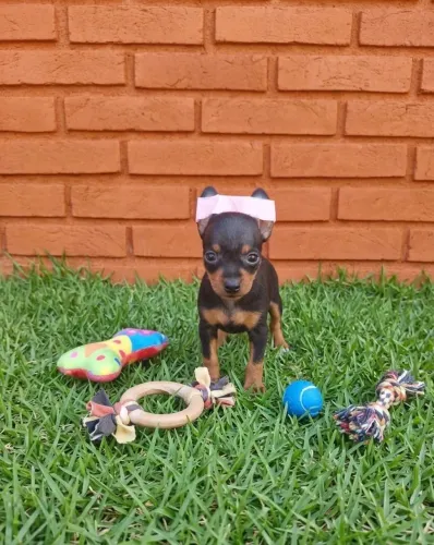 Pinscher miniatura disponíveis