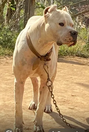 Macho de dogo argentino disponível ora cobertura