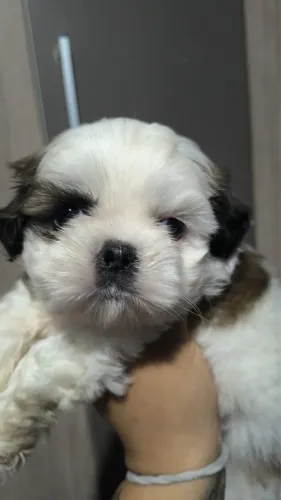 Linda fêmea de mini shih tzu
