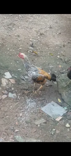Animais