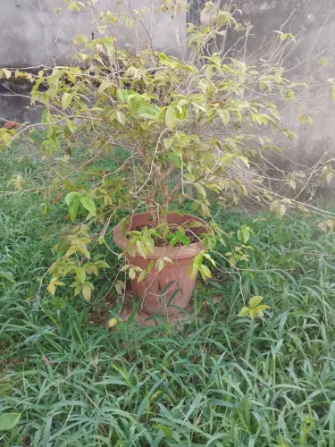 Jabuticabeira
