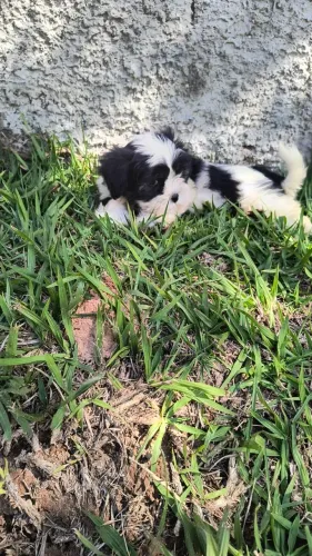 Filhote de Lhasa Apso fêmea .