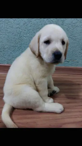 Amor, carinho e muita fofura ? Labrador até 12x sem juros