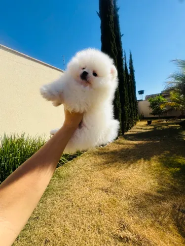 Lulu da Pomerania Macho