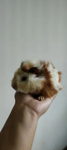 Porquinho da india filhote raça abissínio 