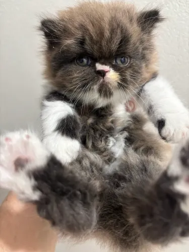 Lindos bebês gatos persas