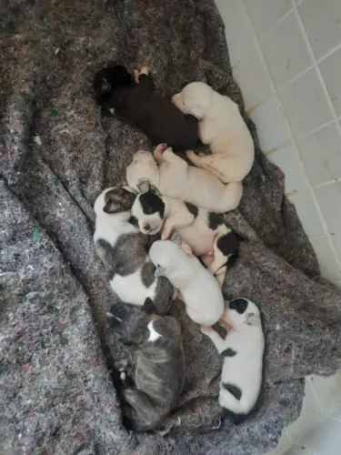 Adoção responsável - cachorro
