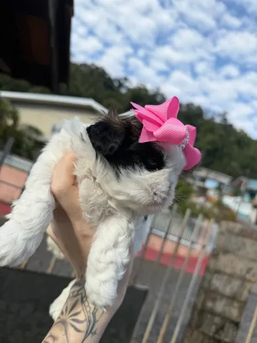 Shih Tzu miniatura disponível
