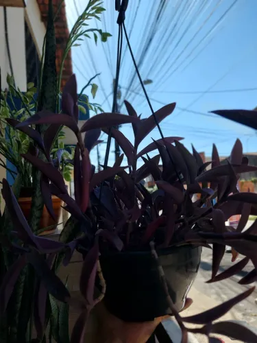 Planta Rainha roxa