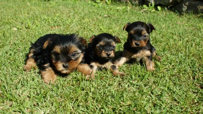 FILHOTES DE YORKSHIRE TERRIER À VENDA