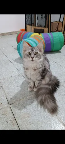 Filhote de Maine Coon 8 meses
