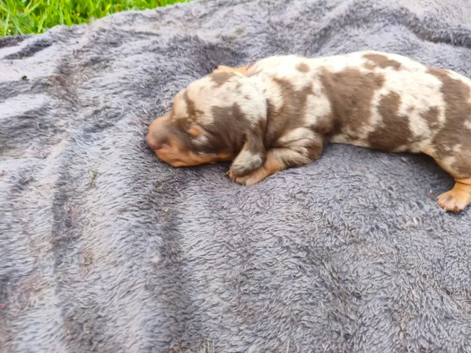 Dachshund