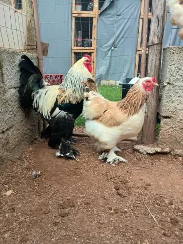 Pintinhos de. Galinhas. Brahma 