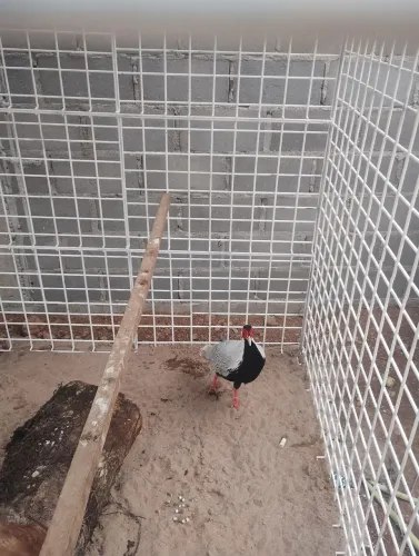 Galinha prateado macho 