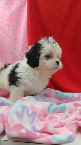 Lhasa Apso