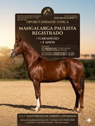 cavalo