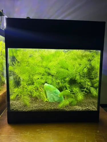 Aquário Plantado Nano 13L Completo + PlantPro + Filtro + Termostato