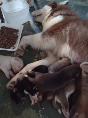 Husky Siberiano