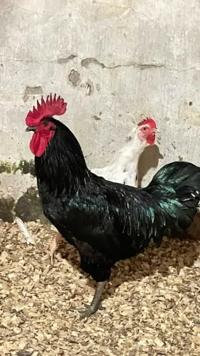 GALINHAS E GALO ÍNDIO GIGANTE