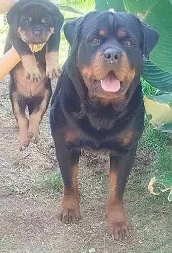Filhotes de Rottweilers