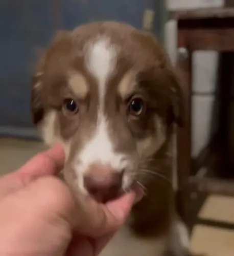 Border collie inteligente, agil