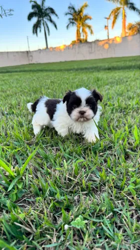 SHIH TZU