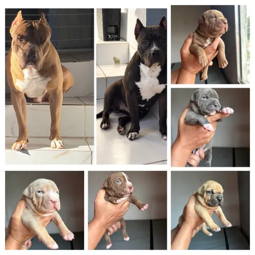 Animais e acessórios
