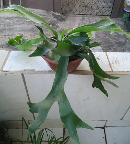 Planta chifre de veado
