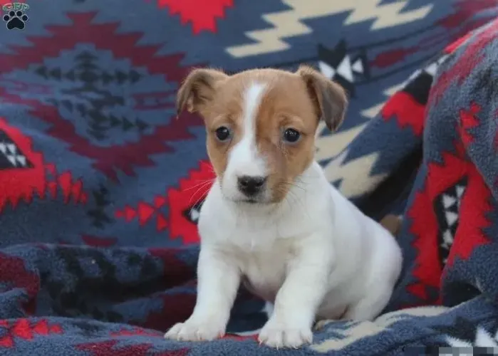 Jack Russell Terrier,Jack Russell Terrier Filhote Saudável Excelente Companhia